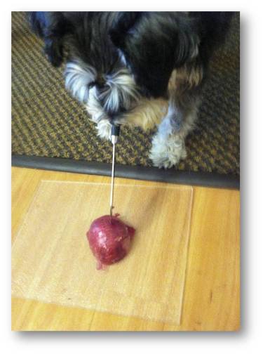 Schnitzel has never met an onion that made her cry or a knife that she couldn't handle like a skilled surgeon.