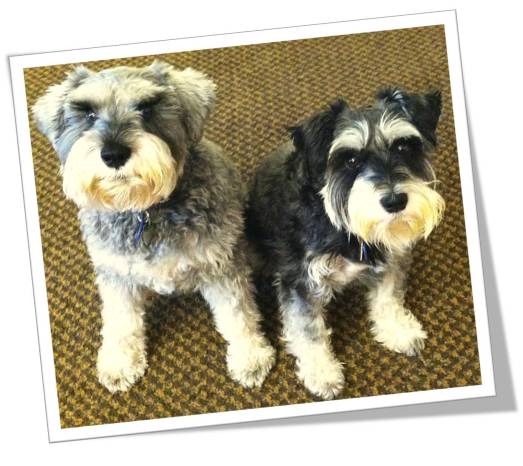 Introducing sous chefs, Schazam and Schnitzel.